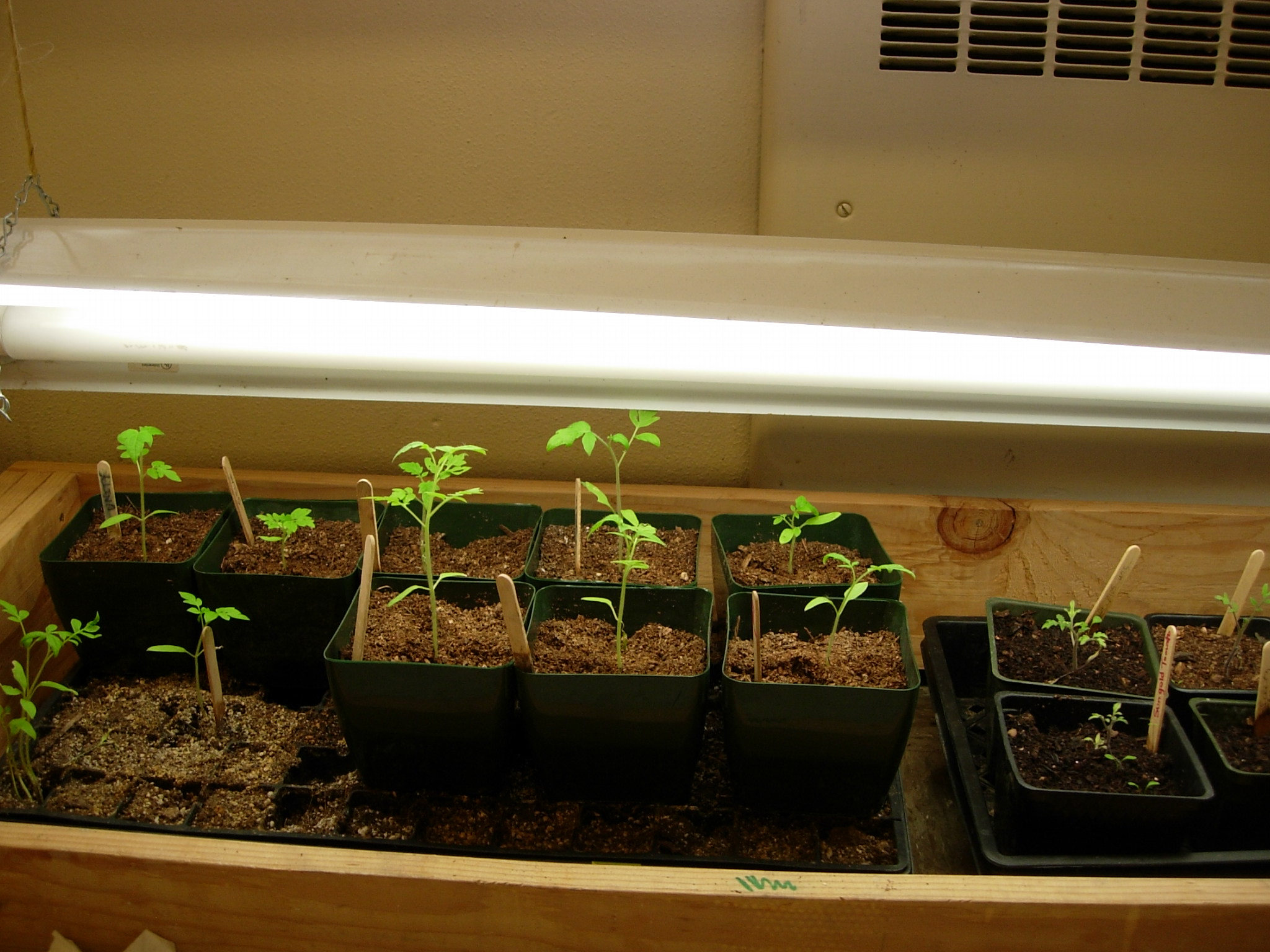 Winter Gardening Tip 1 Starting Seeds Indoors Growinggardens Blog